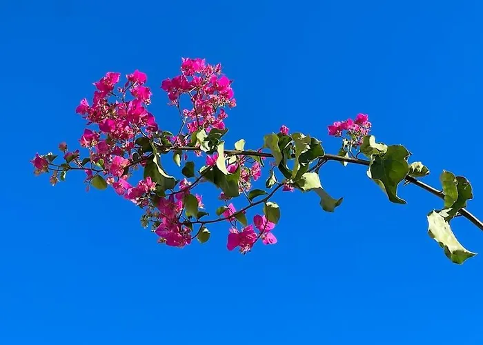 Club Salino 18 Appartement *